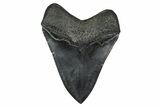 Serrated, Fossil Megalodon Tooth - South Carolina #375812-2